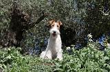 FOX TERRIER 119